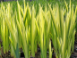Preview: Iris pseudoacorus variegata - gelbe Schwertlilie